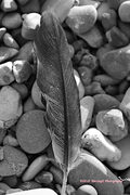 A  small black feather on a stoney beach.